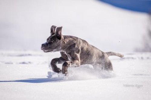 Der Winter 2020 / 2021 war  für unsere Osttiroler ein extremer Winter mit enormen Neuschneemengen , hier gibts nun Bilder querbeet durch Nordtirol , Osttirol und Südtirol !  