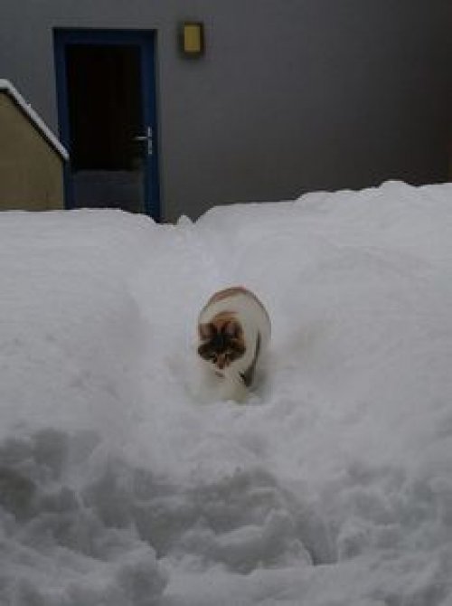 Der Winter 2020 / 2021 war  für unsere Osttiroler ein extremer Winter mit enormen Neuschneemengen , hier gibts nun Bilder querbeet durch Nordtirol , Osttirol und Südtirol !  