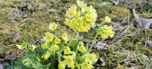 Frühling in Ebbs im Tiroler Unterland.