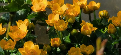 Frühling in Ebbs im Tiroler Unterland.