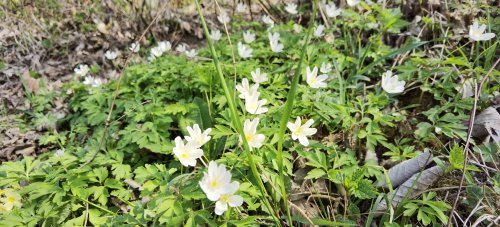 Frühling in Ebbs im Tiroler Unterland.
