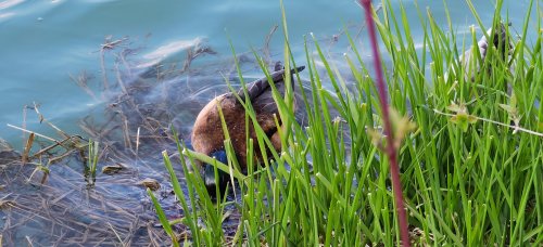 Frühling in Ebbs im Tiroler Unterland.