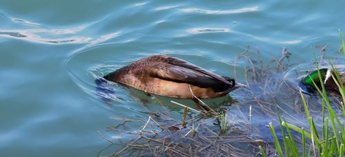 Frühling in Ebbs im Tiroler Unterland.
