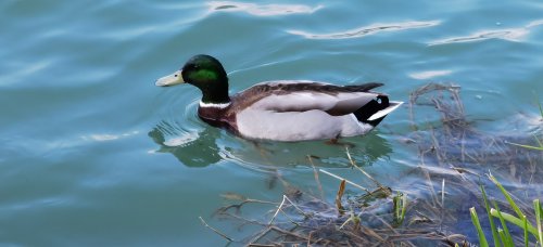 Frühling in Ebbs im Tiroler Unterland.