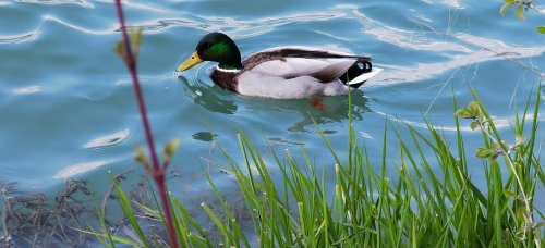 Frühling in Ebbs im Tiroler Unterland.