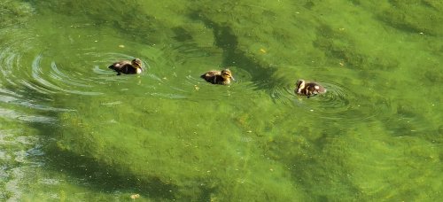 Frühling in Ebbs im Tiroler Unterland.