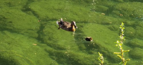 Frühling in Ebbs im Tiroler Unterland.