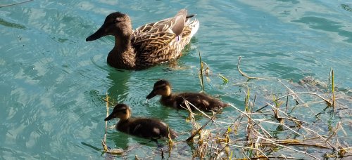 Frühling in Ebbs im Tiroler Unterland.