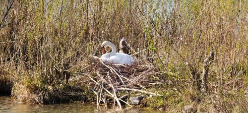 Frühling in Ebbs im Tiroler Unterland.