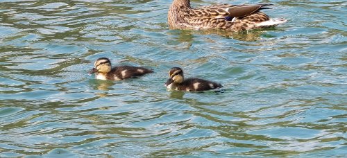 Frühling in Ebbs im Tiroler Unterland.