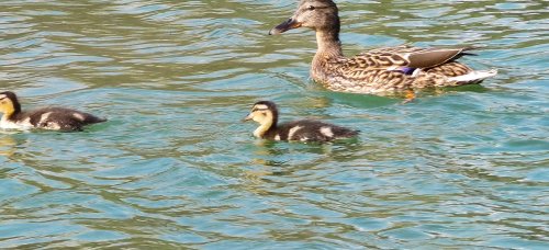 Frühling in Ebbs im Tiroler Unterland