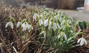 Frühlingsdurchbruch nächste Woche?!