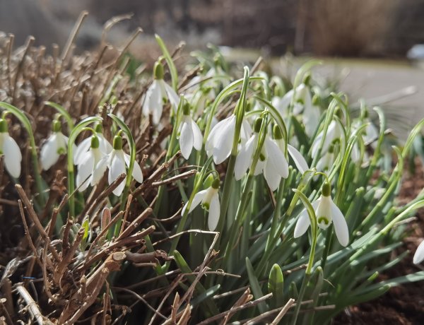 Frühlingsdurchbruch nächste Woche?!
