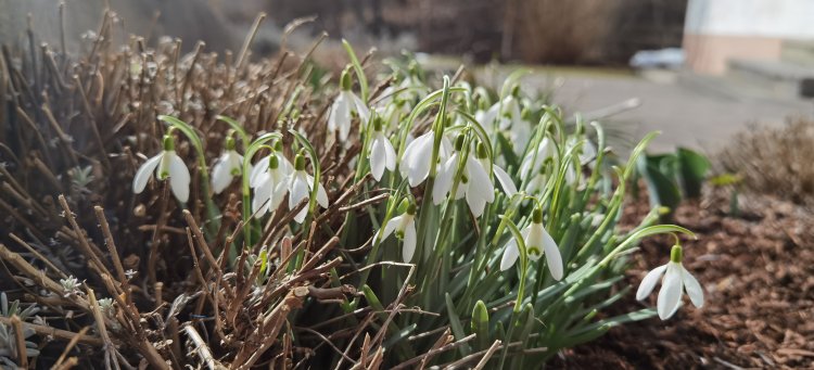 Frühlingsdurchbruch nächste Woche?!