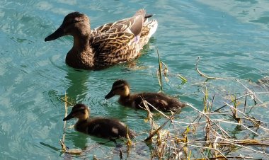 Der Frühling in Ebbs im Tiroler Unterland